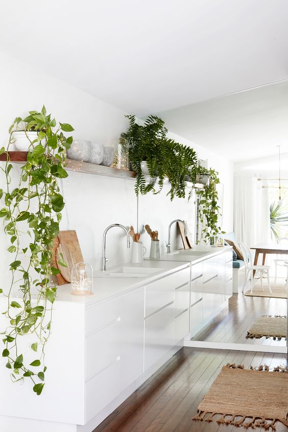 plants on top of kitchen cabinets